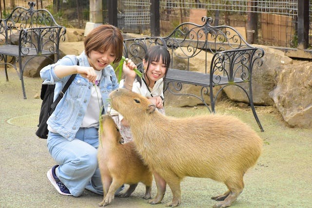 最大300円割引 伊豆 シャボテン動物公園 入園クーポン 伊豆シャボテン動物公園