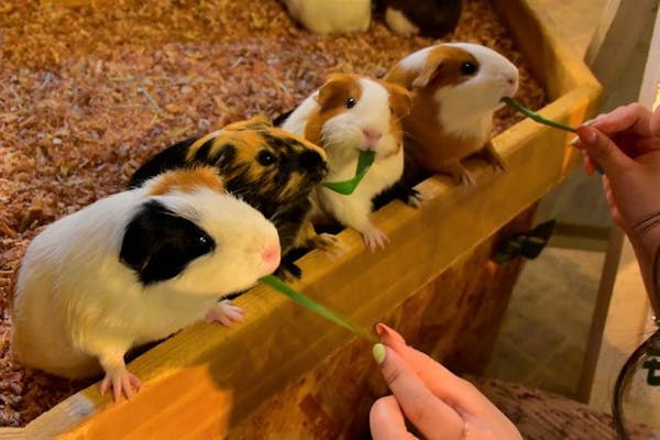 【最大200円割引】伊豆シャボテン動物公園 WEBチケット｜アソビュー！