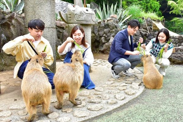 シャボテン公園チケット