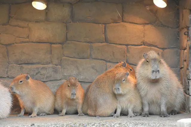 最大200円割引】伊豆シャボテン動物公園 WEBチケット - 伊豆シャボテン