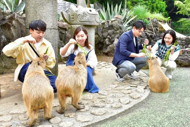 最大200円割引】伊豆シャボテン動物公園 WEBチケット - 伊豆シャボテン