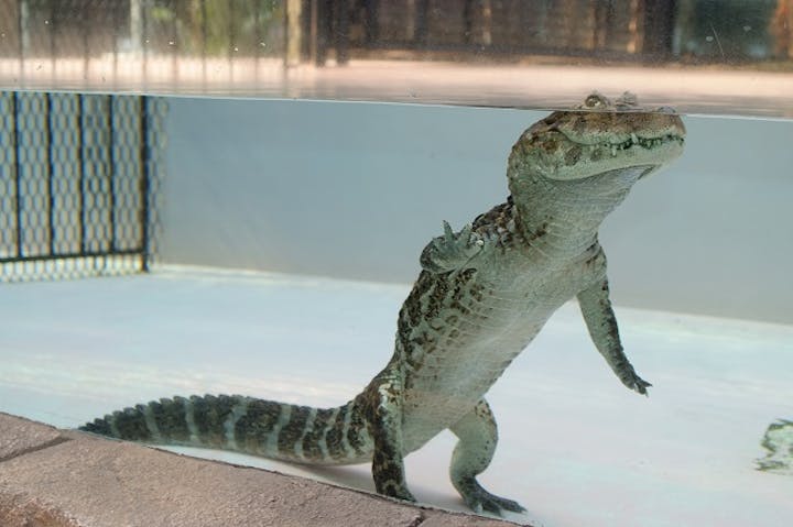 熱川バナナワニ園