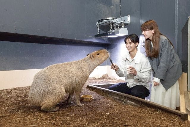 カピバラにごはん ※各回8名 - マクセル アクアパーク品川