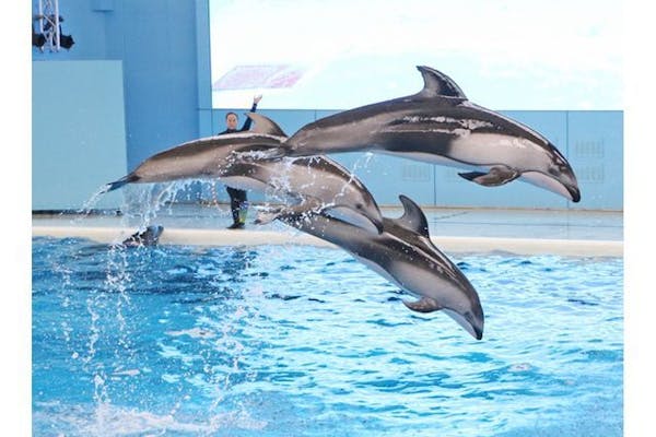 直チケ 4つの水族館（アクアミュージアムやドルフィン ファンタジー等