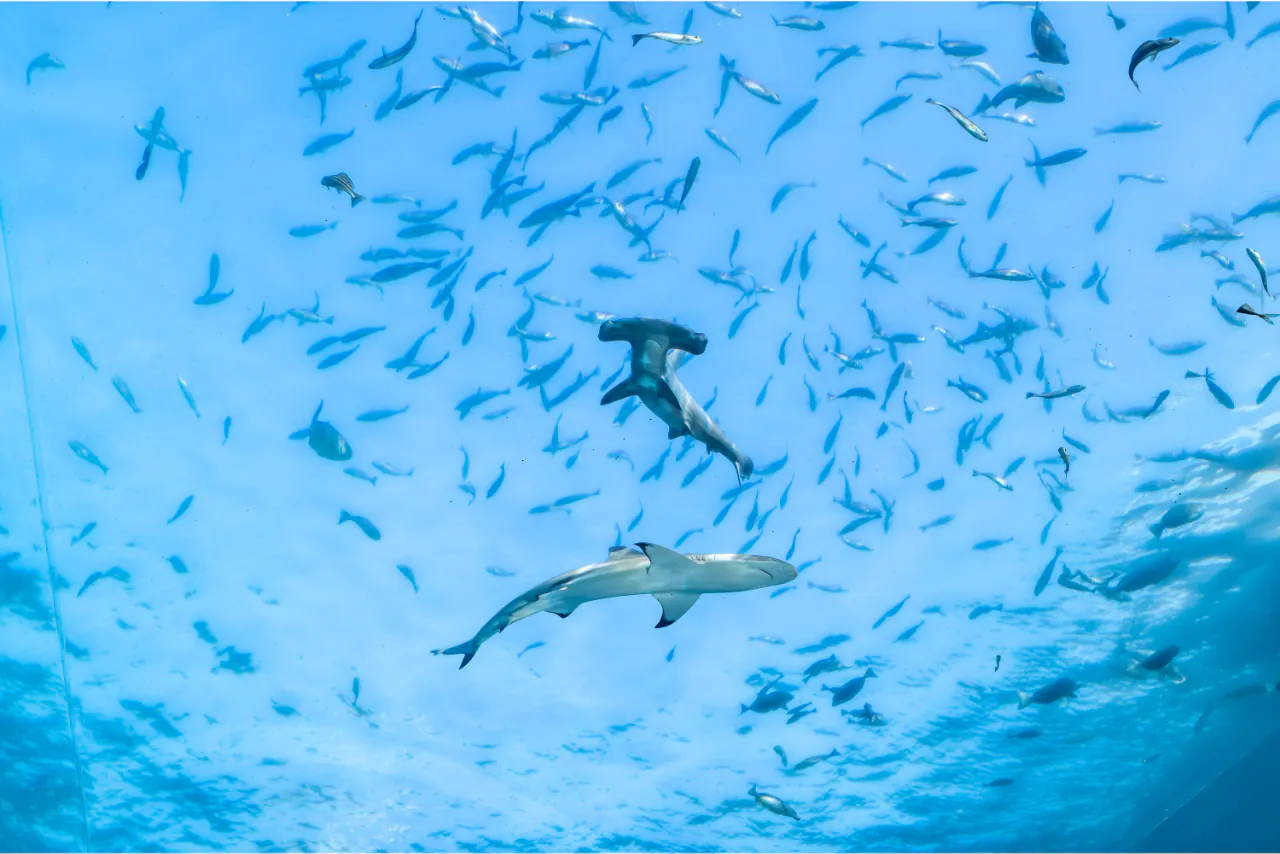 直チケ アクアリゾーツパス ※各水族館の入口へ直接お越しください
