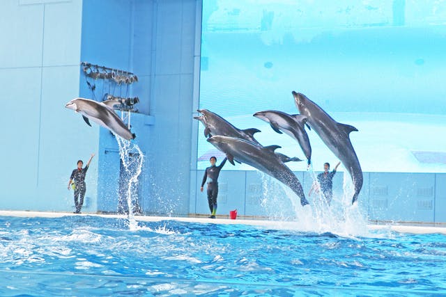 アイドルマスター SideM×シーパラ「315 WINTER PASSION Final