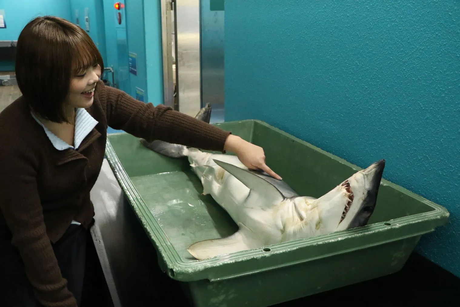 サメ標本タッチ - 横浜・八景島シーパラダイス