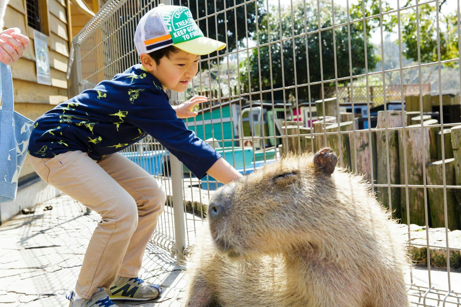 伊豆アニマルキングダム チケット 大人 2枚 - 動物園