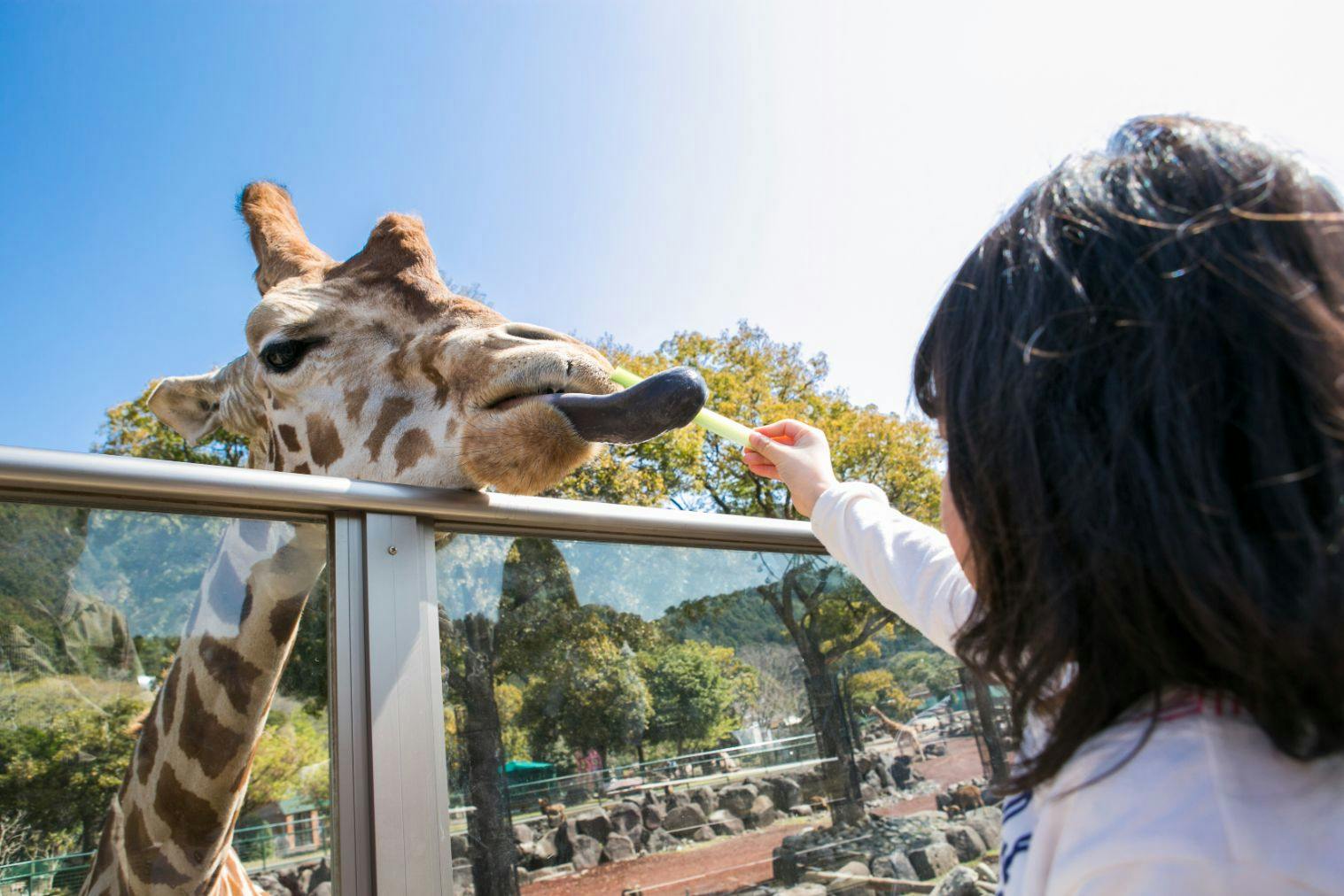 大人３枚大人３枚 伊豆 アニマルキングダム チケット - 遊園地