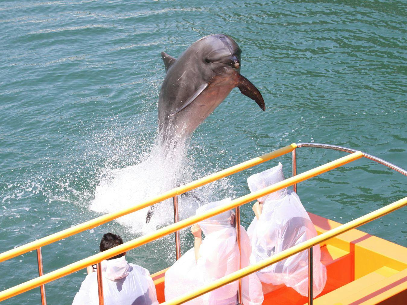 最大300円割引】下田海中水族館 入館チケット＋アメージングシート（イルカショーを近くで見学！） - 下田海中水族館