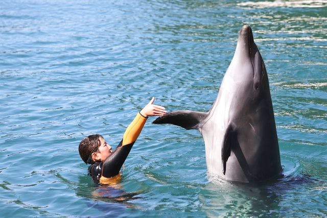 超特割！【最大350円割引】下田海中水族館 入場チケット