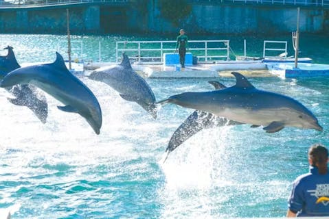 超特割！【最大350円割引】下田海中水族館 入場チケット