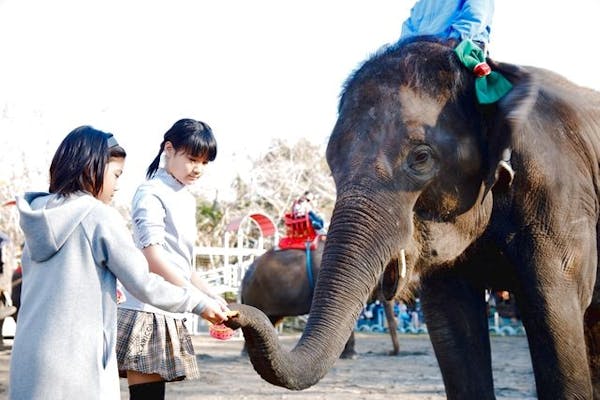 最大100円割引】ANIMAL WONDER REZOURT 市原ぞうの国 前売り入園券