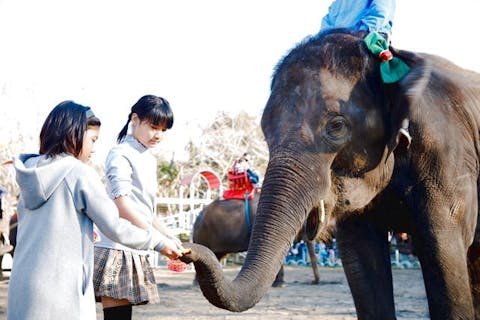 【最大100円割引】市原ぞうの国＆サユリワールド2施設セット前売り入園券