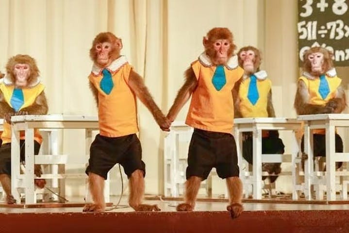 おさるランド＆アニタウン　日光さる軍団劇場