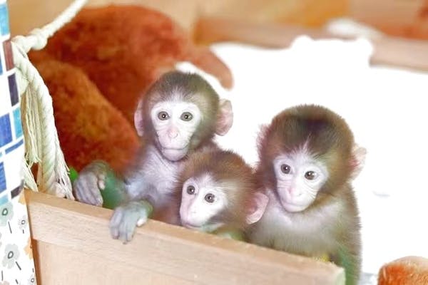 最大300円割引！】「おさるランドショー」プラン｜アソビュー！