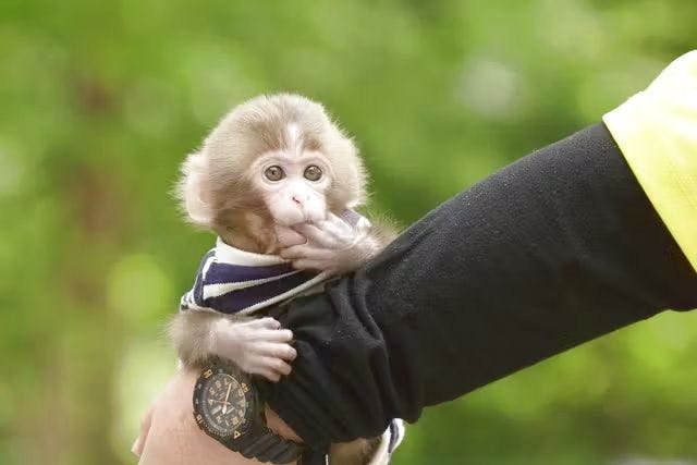 最大300円割引！】「おさるランド&アニタウン」パスポートプラン