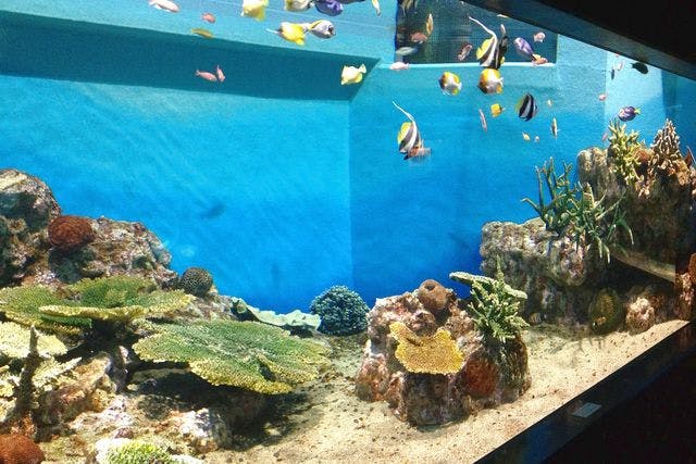 最大200円割引】箱根園水族館 入場クーポン｜アソビュー！