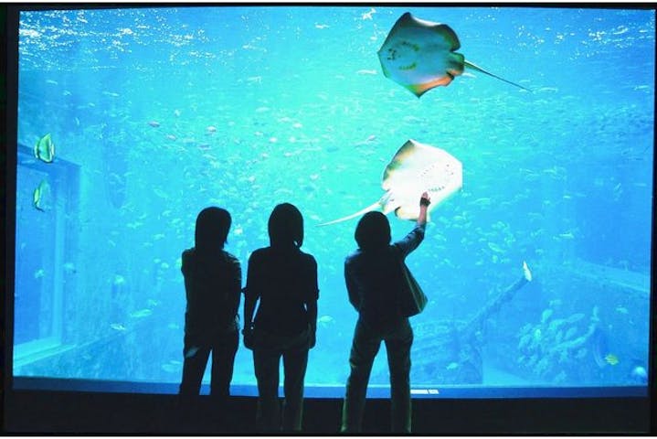 関東 おすすめ水族館まとめ 割引クーポン アソビュー