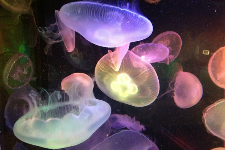 箱根園水族館