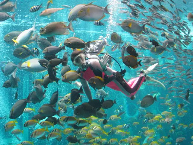 箱根園水族館の大水槽で行われる海中ショー