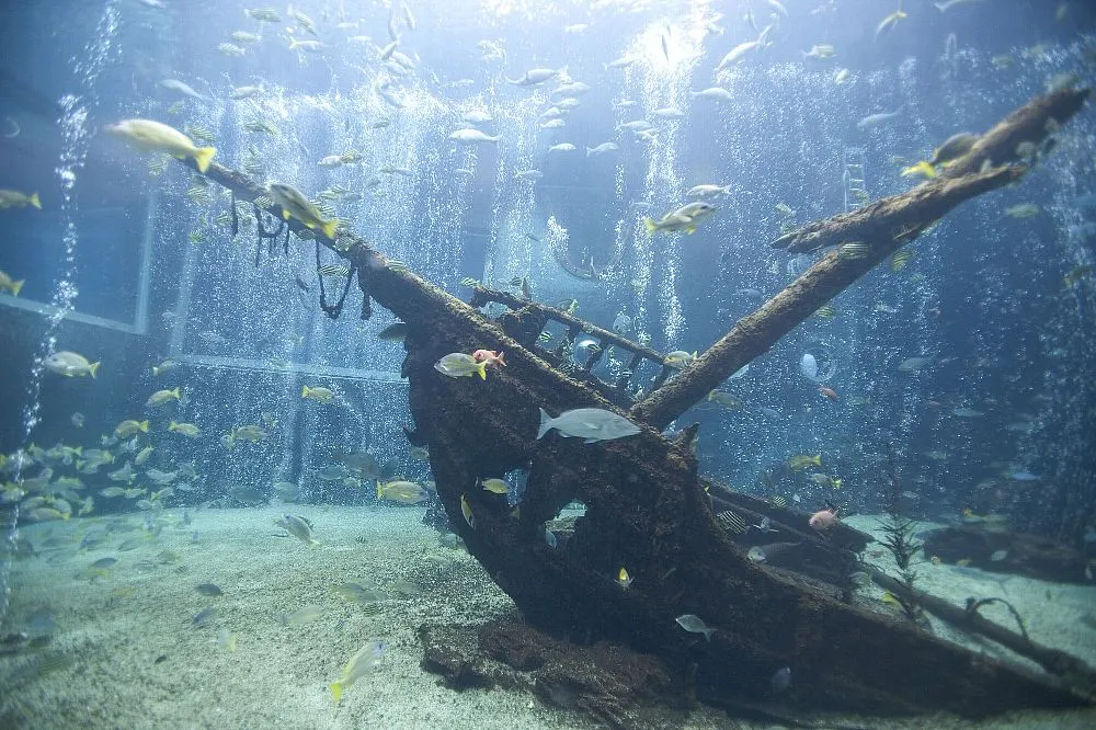 箱根園水族館の大水槽と沈船を模した展示