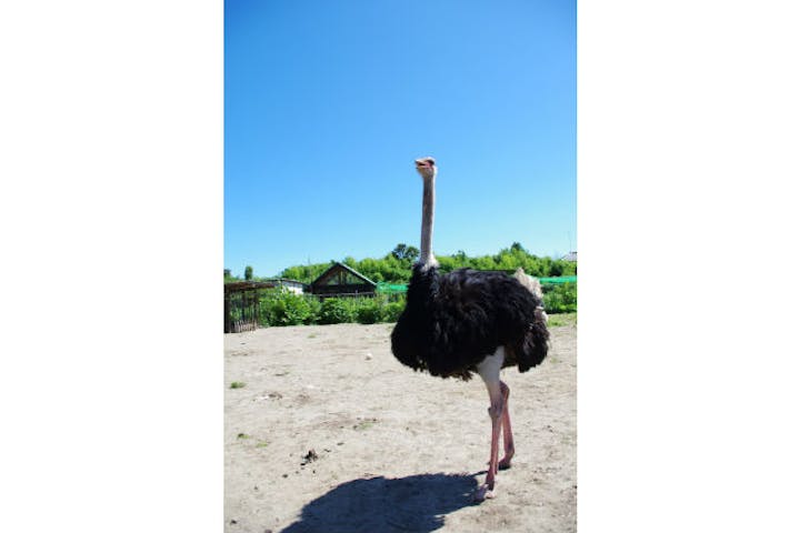 ダチョウ王国石岡ファーム