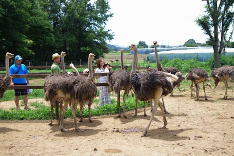 ダチョウ王国石岡ファーム　入園券