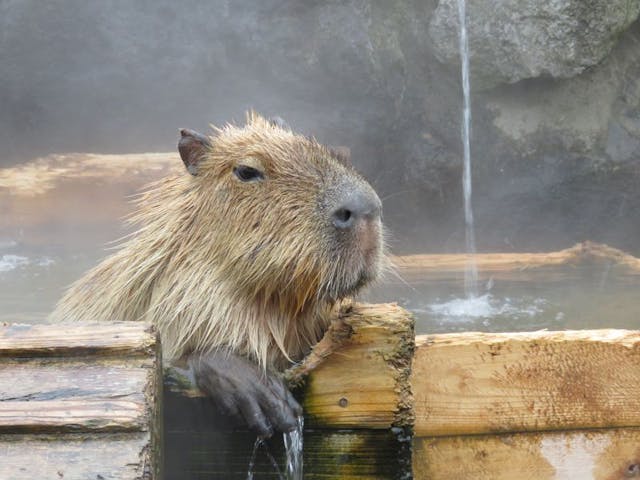 那須どうぶつ王国