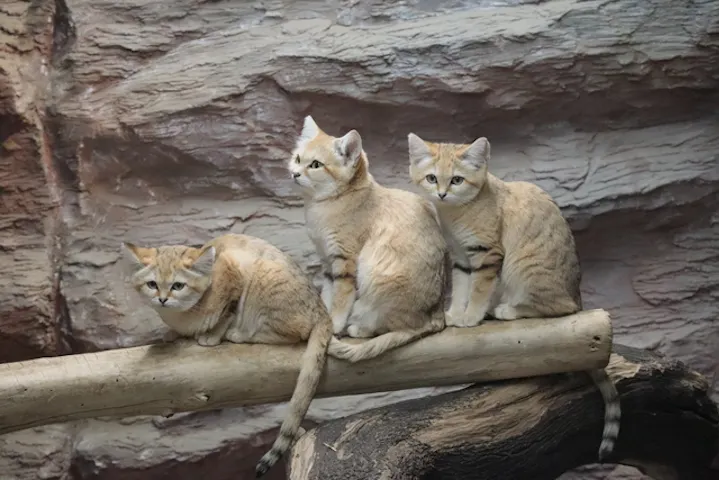 3 19まで販売 那須どうぶつ王国 電子前売り入国券 アソビュー