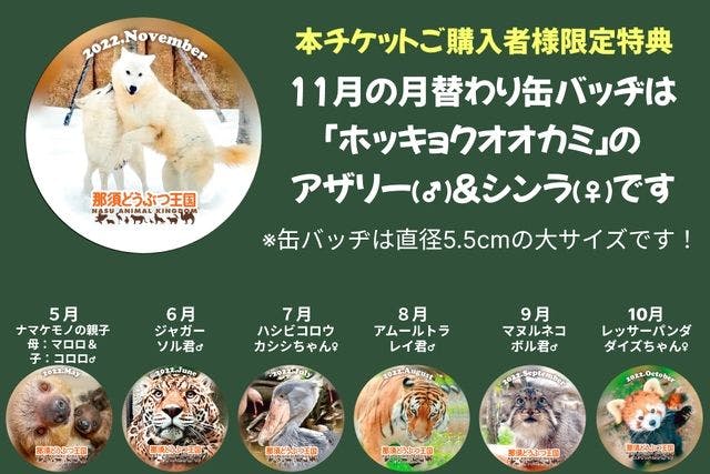 宅配便送料無料 那須どうぶつ王国 マヌルネコ 缶バッチ 非売品 予約