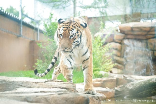 名取と行く！那須どうぶつ王国 特典付きプレミアムチケット - 那須どうぶつ王国