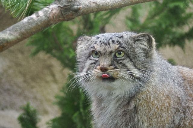 那須どうぶつ王国 下見 ご招待券 ３名まで 非売品 送料無料 2025年最新那須どうぶつ王国 ご招待券 2の人気アイテム - メルカリ