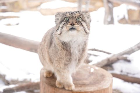 超特割！【最大20％割引】那須どうぶつ王国 並ばず入れる入国前売券（冬季期間：2025/12/19～2026/3/9）