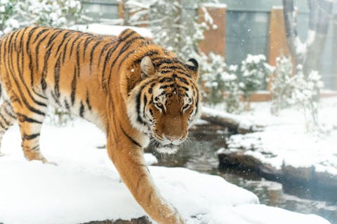 【2/28まで利用可｜最大400円お得！】園内で使える1,200円分金券付き 那須どうぶつ王国 入国前売券