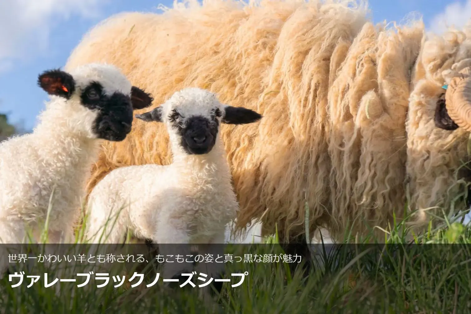 アソビューのチケット詳細