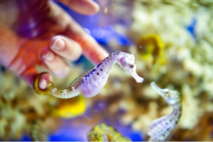 5 割引 伊勢夫婦岩ふれあい水族館シーパラダイス 伊勢シーパラダイス 割引チケット クーポンならアソビュー