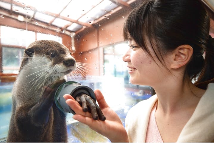 5 割引 伊勢夫婦岩ふれあい水族館シーパラダイス 伊勢シーパラダイス 割引チケット クーポンならアソビュー