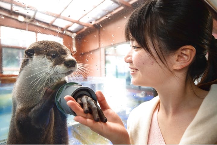 5 割引 伊勢夫婦岩ふれあい水族館シーパラダイス 伊勢シーパラダイス 割引チケット クーポンならアソビュー 5 割引 伊勢夫婦岩ふれあい水族館シーパラダイス 伊勢シーパラダイス 割引チケット クーポンならアソビュー