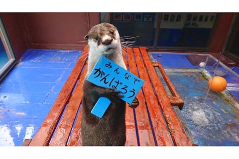 東海 おすすめ水族館まとめ 割引クーポンも充実 アソビュー