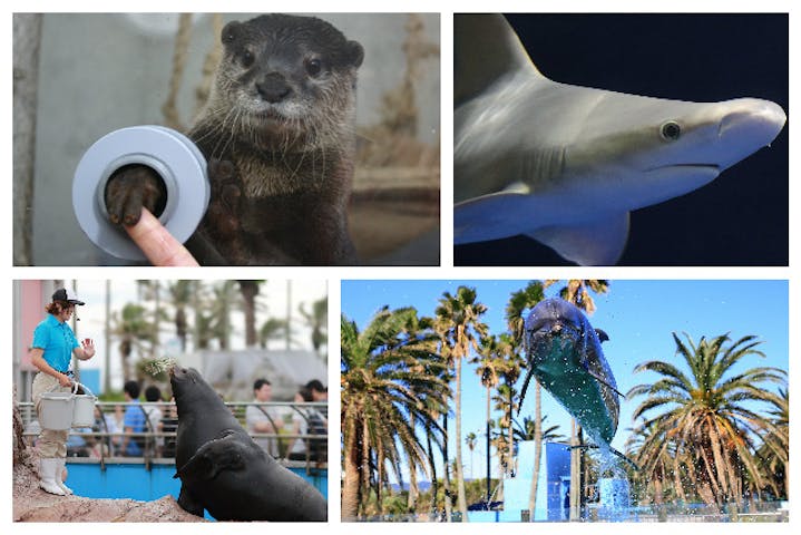 最大200円割引 京急油壺マリンパーク クーポン 入園券 アソビュー