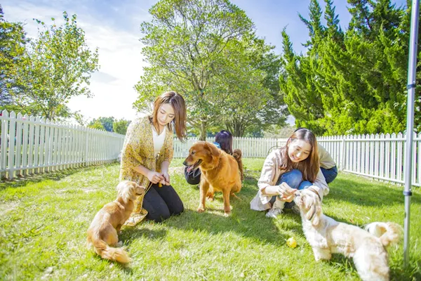 世界の名犬牧場が最大15 割引 割引チケットならアソビュー