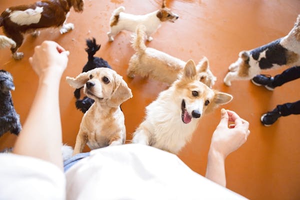 世界の名犬牧場が最大15 割引 割引チケットならアソビュー