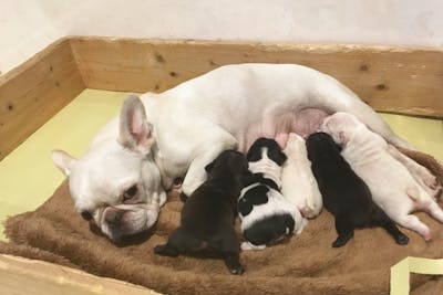 世界の名犬牧場が最大15 割引 割引チケットならアソビュー