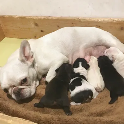 世界の名犬牧場が最大15 割引 割引チケットならアソビュー 世界の名犬牧場が最大15 割引 割引チケットならアソビュー