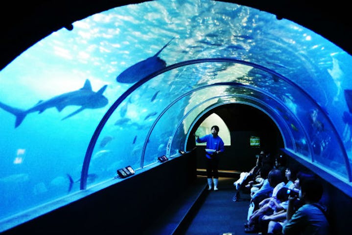 海中展望塔水族馆 海中展望塔水族馆