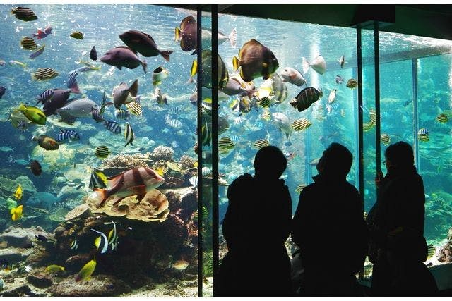 超特割！【最大25%割引】串本海中公園 水族館＋海中展望塔 入場クーポン