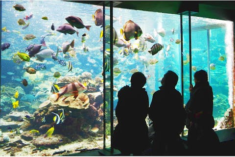 関西 おすすめ水族館 一覧 割引クーポン情報 アソビュー