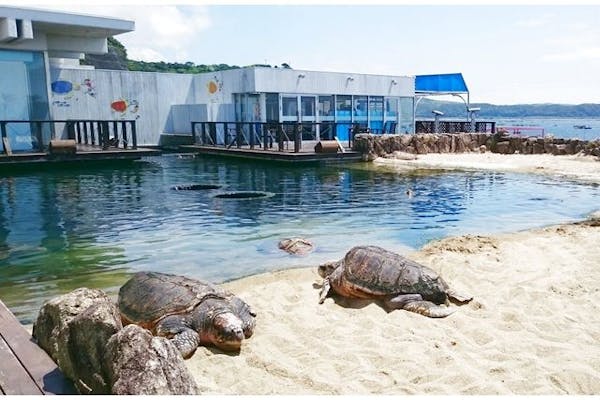 超特割！【最大20%割引】串本海中公園 水族館＋海中展望塔 入場クーポン｜アソビュー！