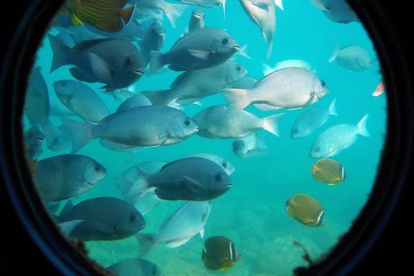 超特割！【最大60%割引】串本海中公園 水族館＋海中展望塔 入場